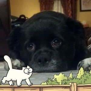 Meet your Posher, Jennifer